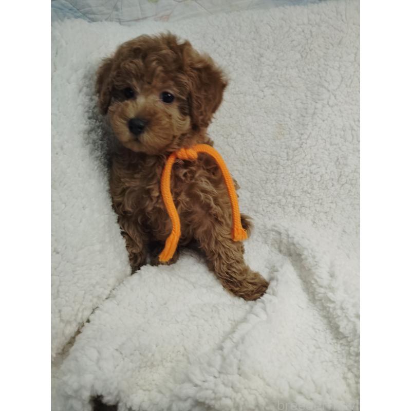 販売中の茨城県のタイニープードル-453073の8枚目