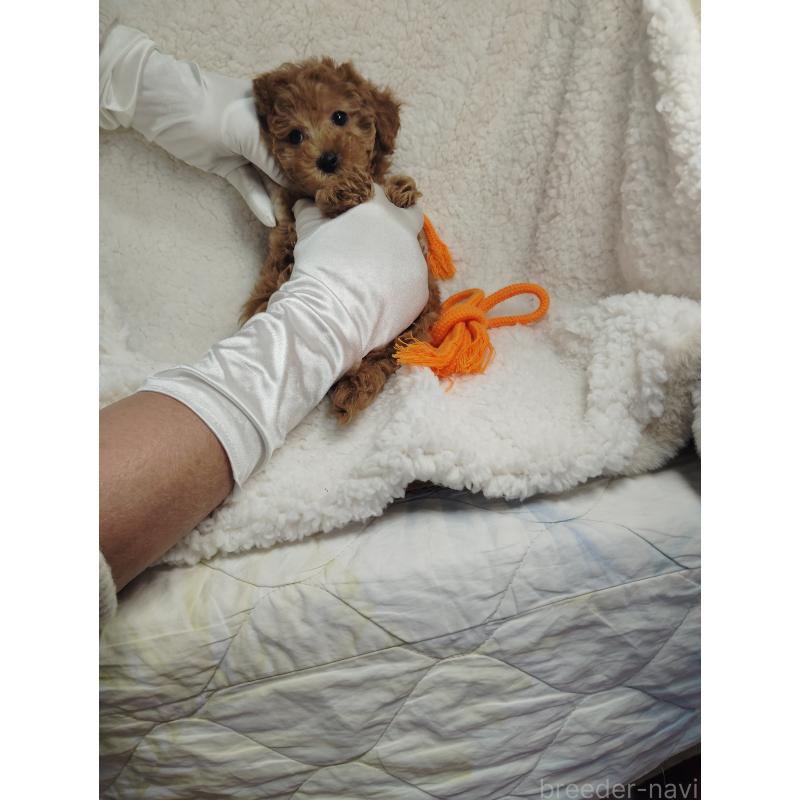 販売中の茨城県のタイニープードル-453073の6枚目