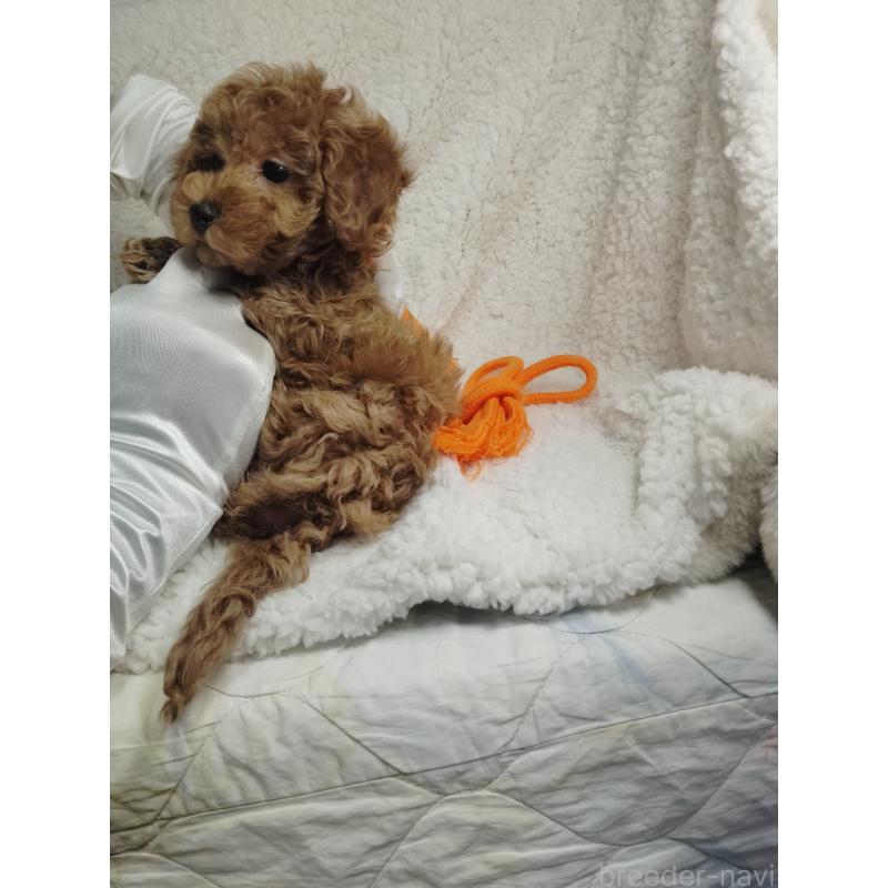 販売中の茨城県のタイニープードル-453073の5枚目