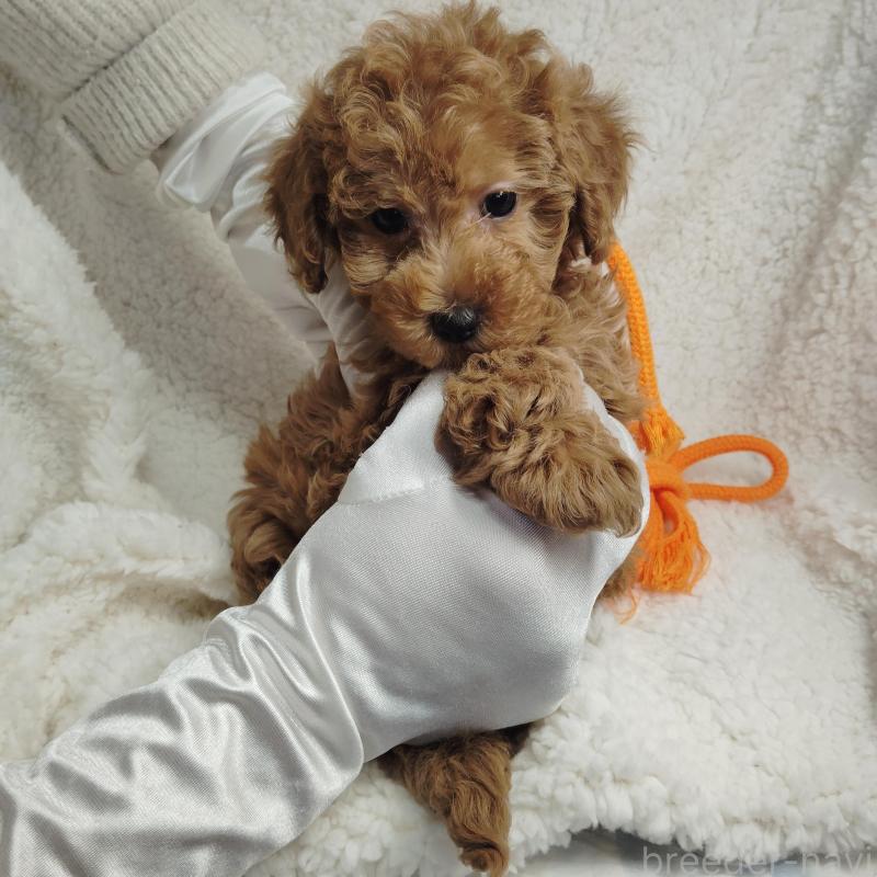 販売中の茨城県のタイニープードル-453073の4枚目