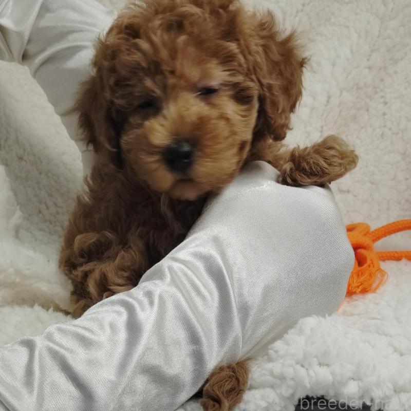 販売中の茨城県のタイニープードル-453073の3枚目