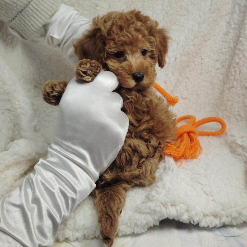 販売中の茨城県のタイニープードル-453073の2枚目