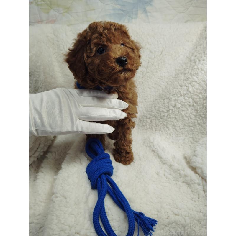 販売中の茨城県のトイプードル-453074の10枚目