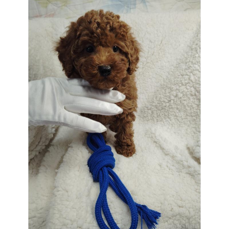 販売中の茨城県のトイプードル-453074の9枚目