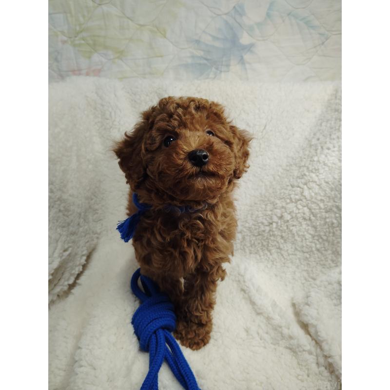 販売中の茨城県のトイプードル-453074の8枚目