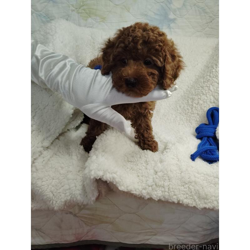 販売中の茨城県のトイプードル-453074の7枚目