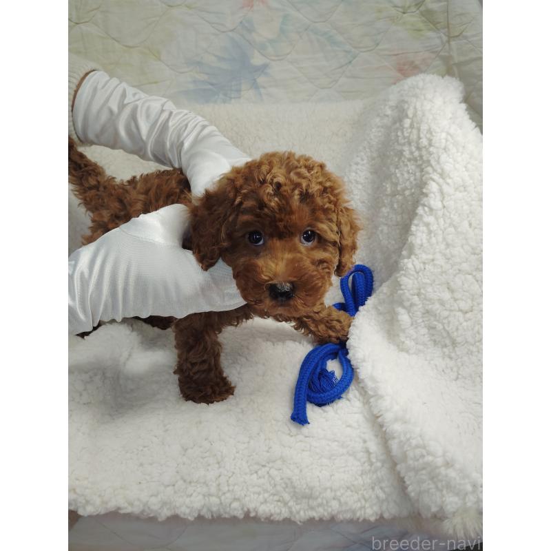 販売中の茨城県のトイプードル-453074の6枚目