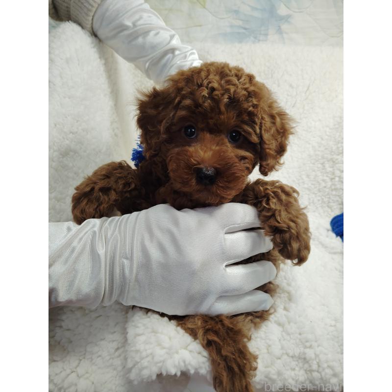 販売中の茨城県のトイプードル-453074の4枚目