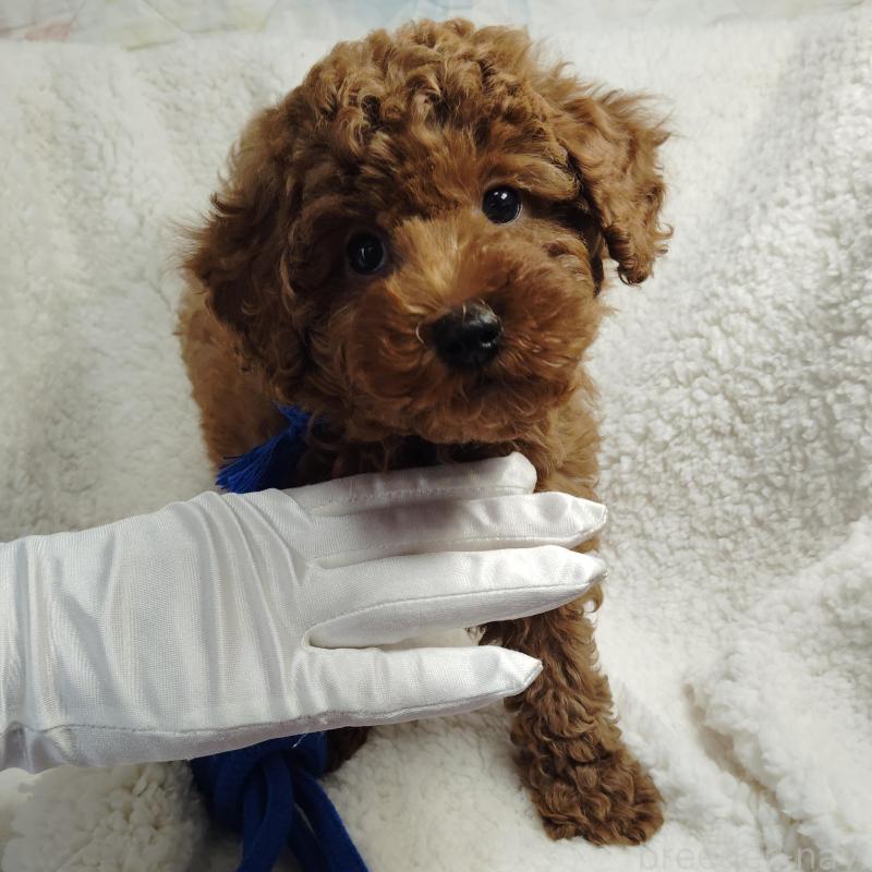 販売中の茨城県のトイプードル-453074