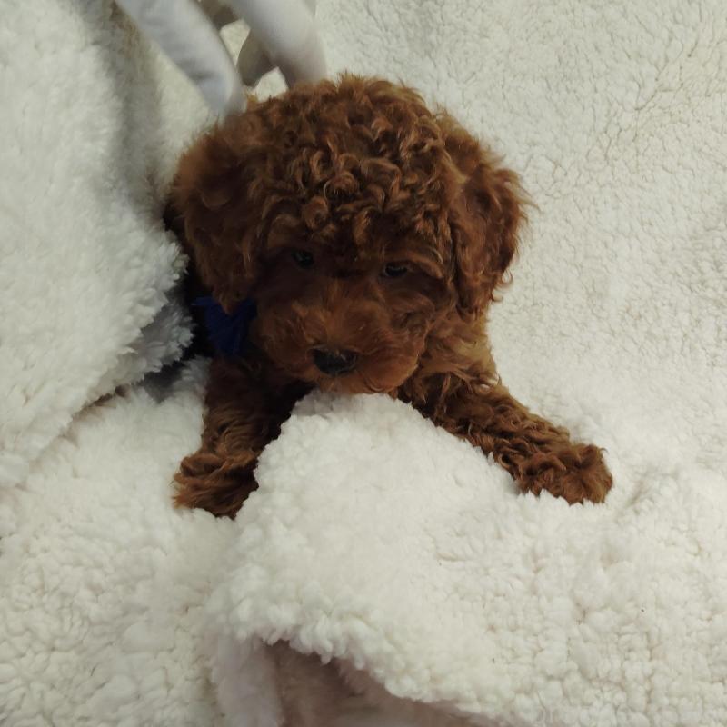 販売中の茨城県のトイプードル-453074の3枚目