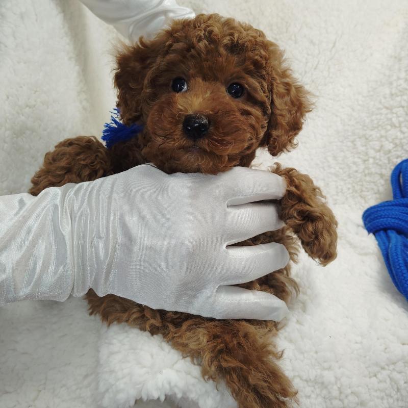 販売中の茨城県のトイプードル-453074の2枚目