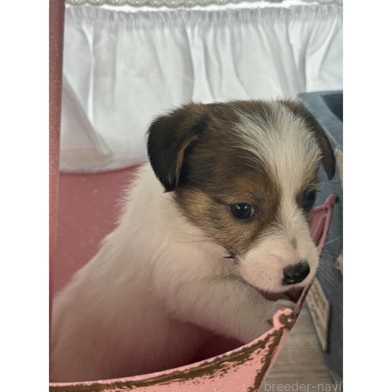 販売中の宮崎県のジャックラッセルテリア-451354の8枚目