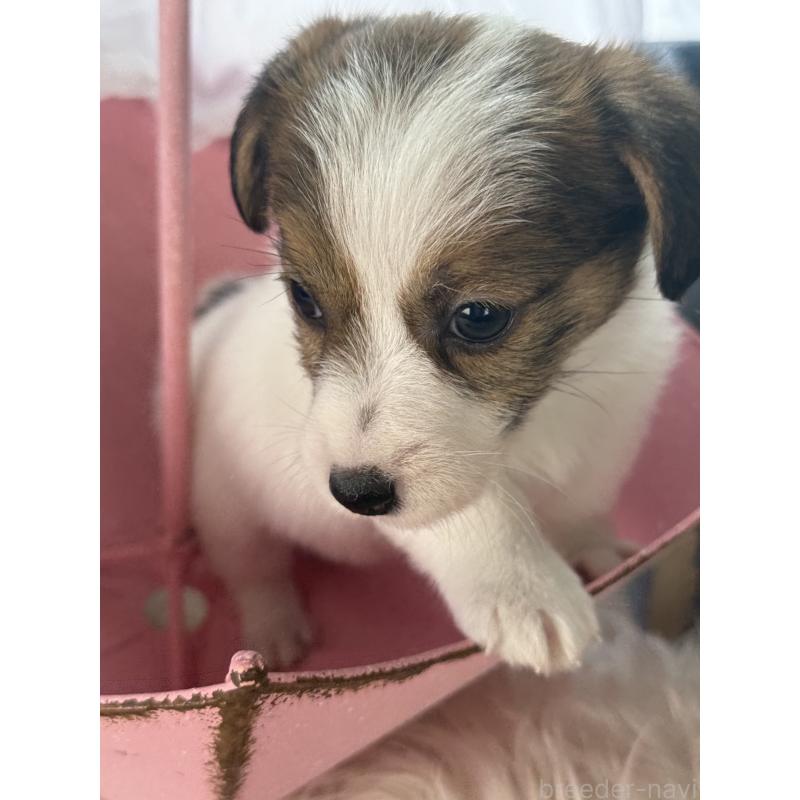 販売中の宮崎県のジャックラッセルテリア-451354の6枚目