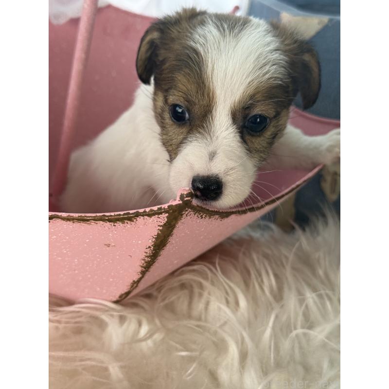 販売中の宮崎県のジャックラッセルテリア-451354の5枚目