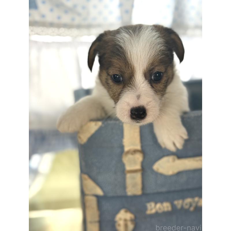 販売中の宮崎県のジャックラッセルテリア-451354の4枚目