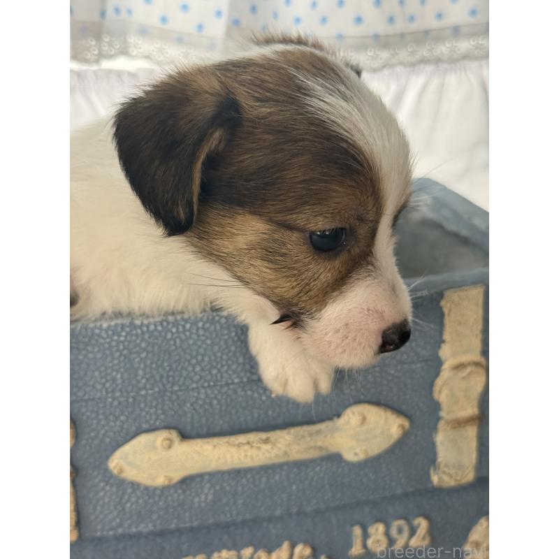 販売中の宮崎県のジャックラッセルテリア-451354の3枚目