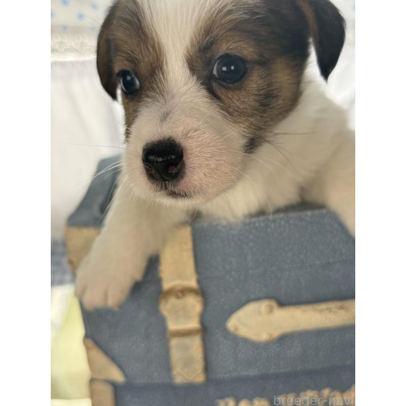 販売中の宮崎県のジャックラッセルテリア-451354の2枚目