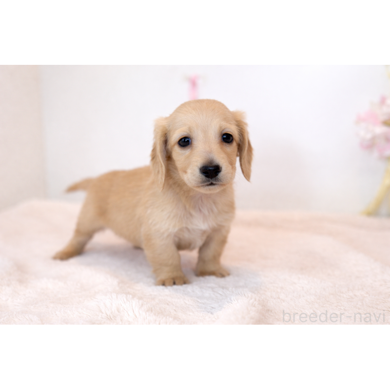 販売中の広島県のミニチュアダックスフンド(ロングヘアード)-453075の3枚目