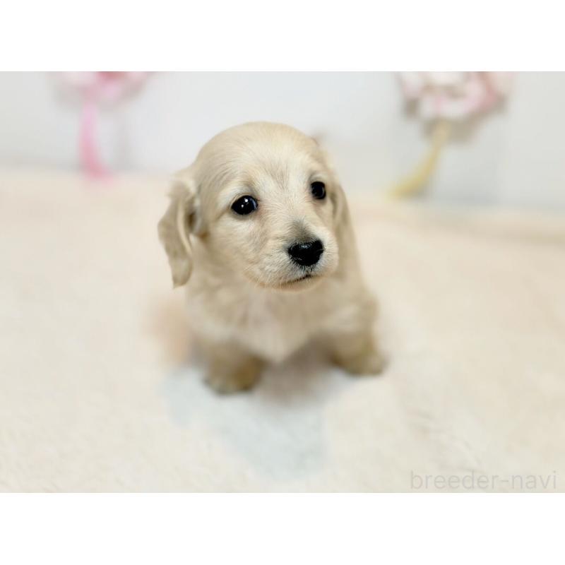 販売中の広島県のミニチュアダックスフンド(ロングヘアード)-453077の2枚目