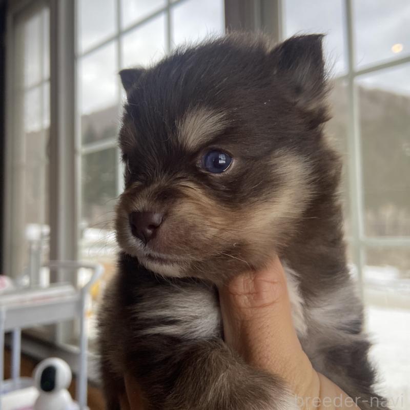 販売中の兵庫県のミックス犬-452581