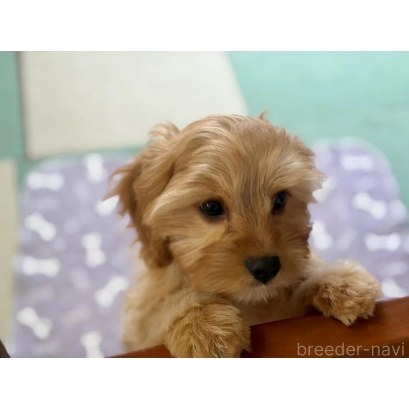 販売中の福岡県のミックス犬-431434の8枚目