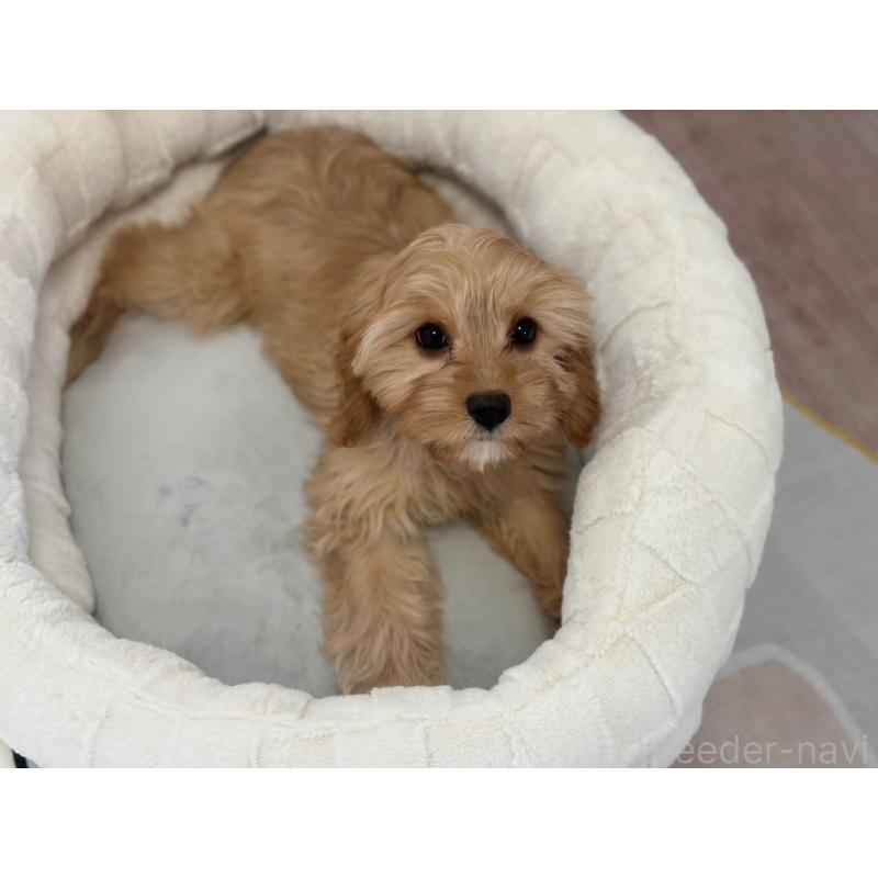 販売中の福岡県のミックス犬-431434の7枚目