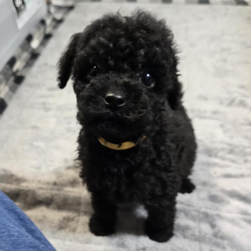 販売中の岡山県のトイプードル-445696