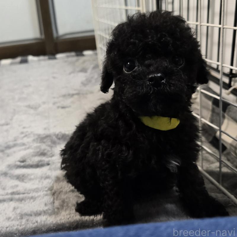 販売中の岡山県のトイプードル-445695