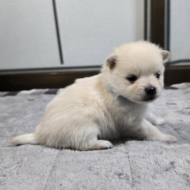 販売中の岡山県のポメラニアン-453078の4枚目