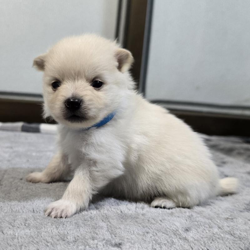 販売中の岡山県のポメラニアン-453078の3枚目