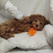 タイニープードルの子犬