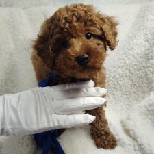 トイプードルの子犬