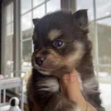 ♀︎ミックス犬