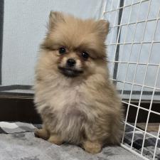 ♀︎ポメラニアン