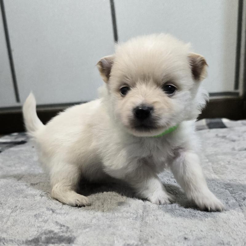 販売中の岡山県のポメラニアン-453079の4枚目