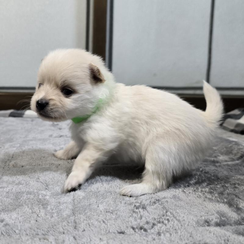 販売中の岡山県のポメラニアン-453079の3枚目