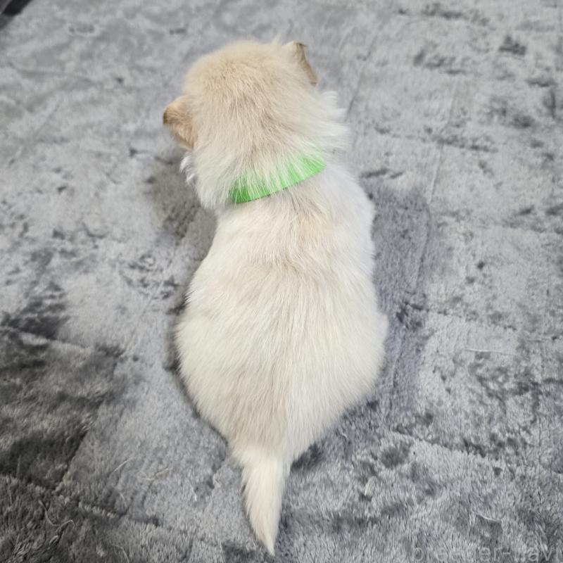 販売中の岡山県のポメラニアン-453079の2枚目