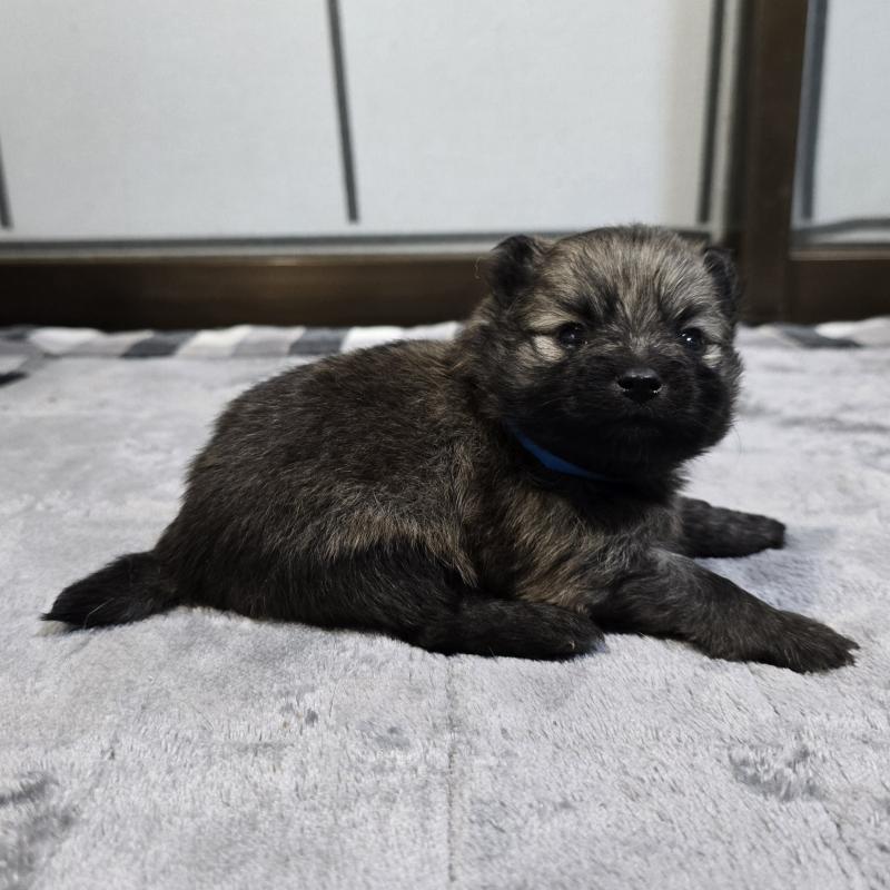 販売中の岡山県のポメラニアン-453080の4枚目