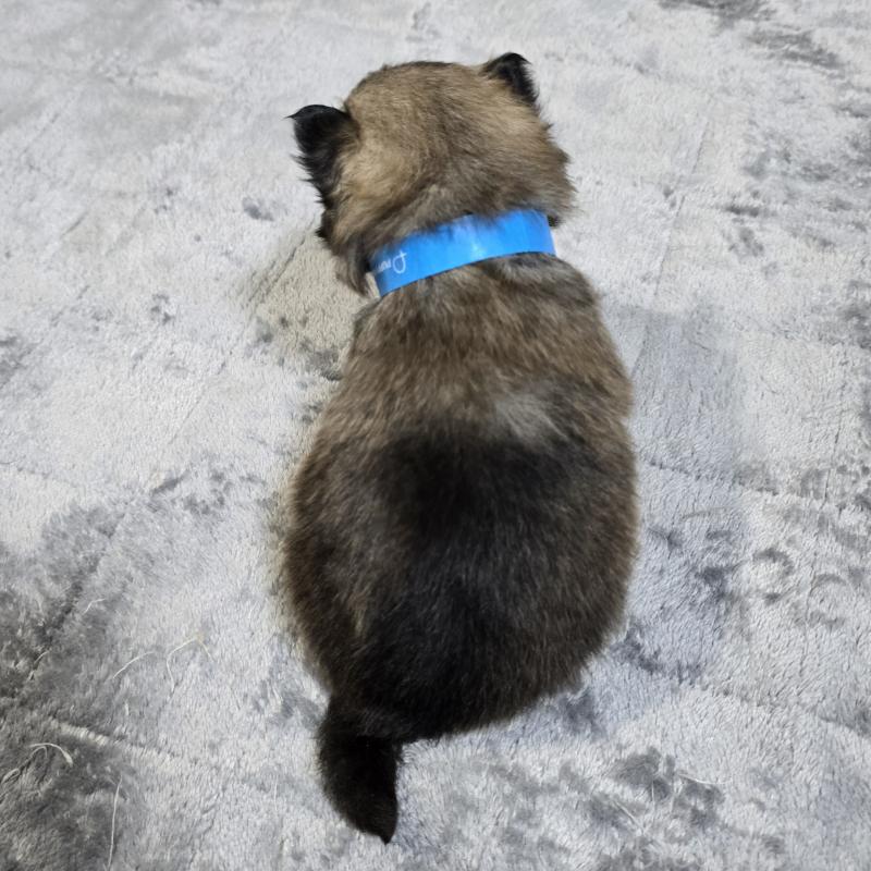 販売中の岡山県のポメラニアン-453080の2枚目