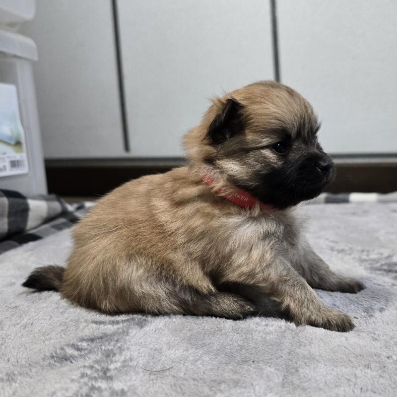 販売中の岡山県のポメラニアン-453081の4枚目