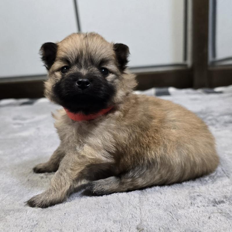 販売中の岡山県のポメラニアン-453081の3枚目