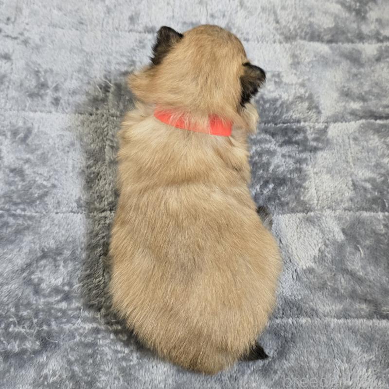 販売中の岡山県のポメラニアン-453081の2枚目