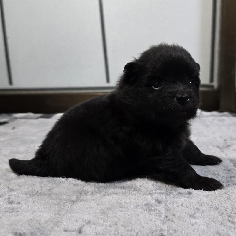 販売中の岡山県のポメラニアン-453082の4枚目