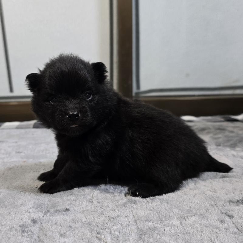 販売中の岡山県のポメラニアン-453082の3枚目