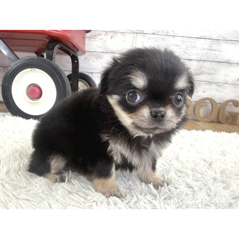 販売中の神奈川県のチワワ(ロングコート)-453083の5枚目