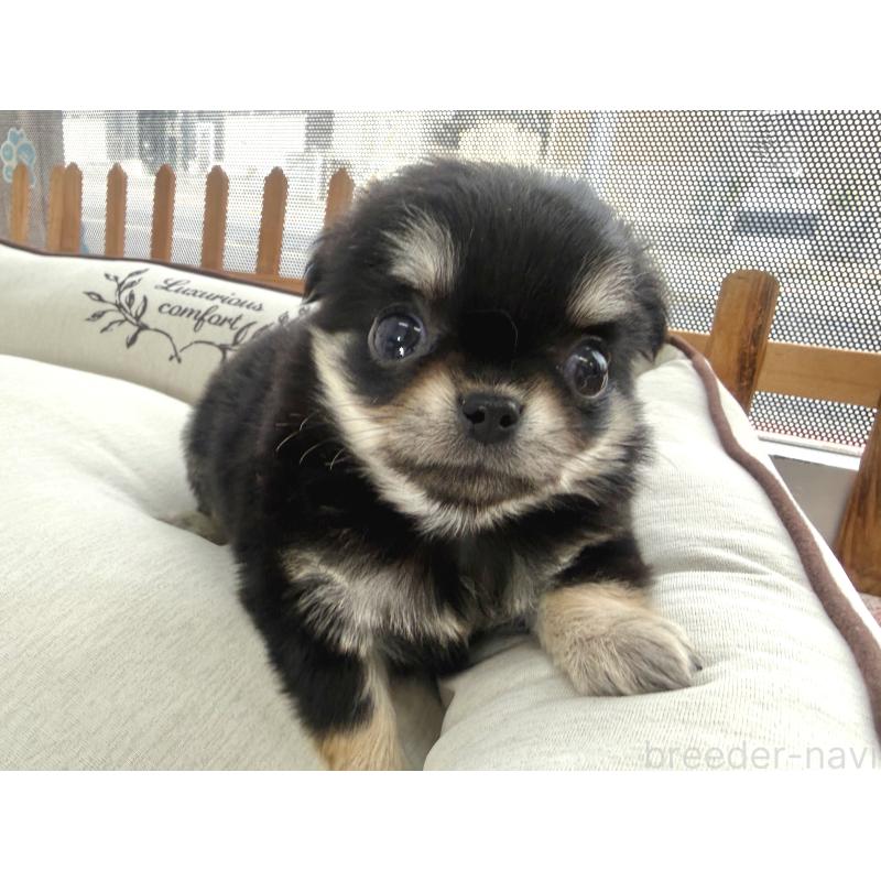 販売中の神奈川県のチワワ(ロングコート)-453083の4枚目