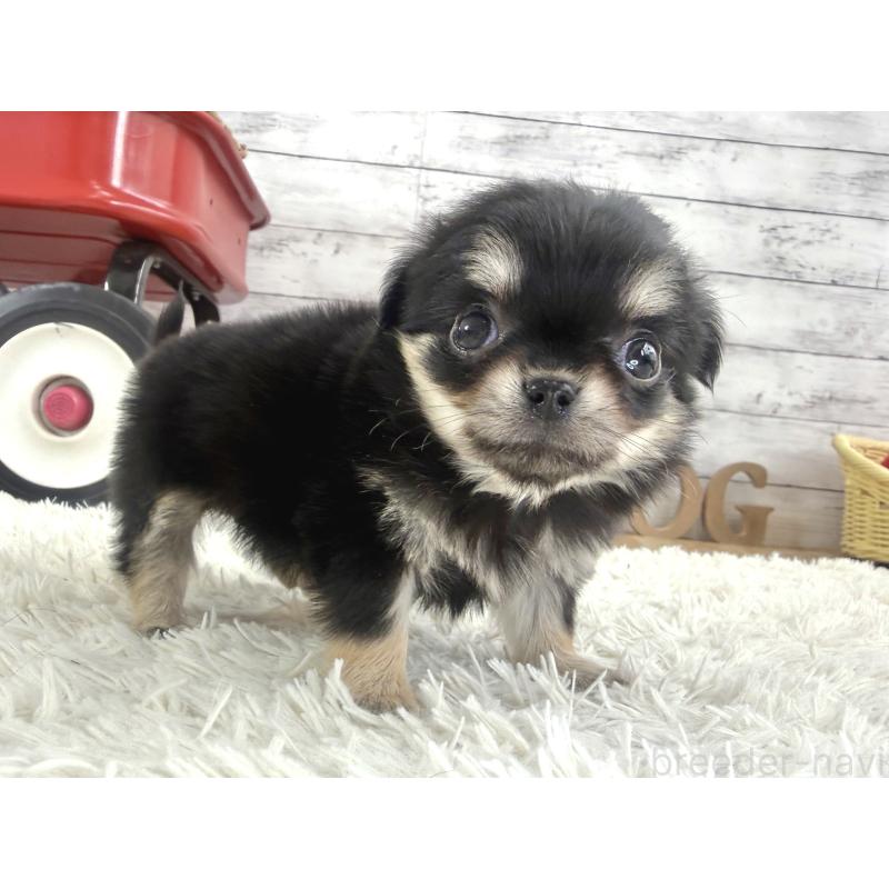 販売中の神奈川県のチワワ(ロングコート)-453083の3枚目