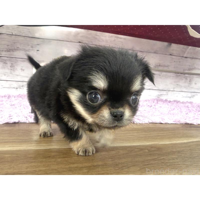 販売中の神奈川県のチワワ(ロングコート)-453083の2枚目