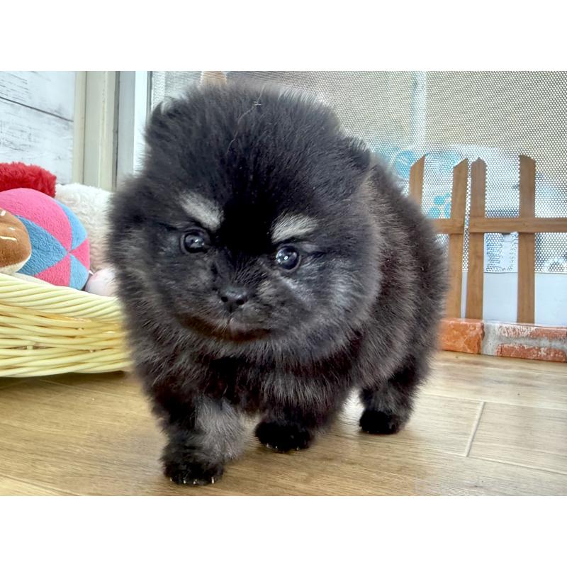 販売中の神奈川県のポメラニアン-453084の5枚目