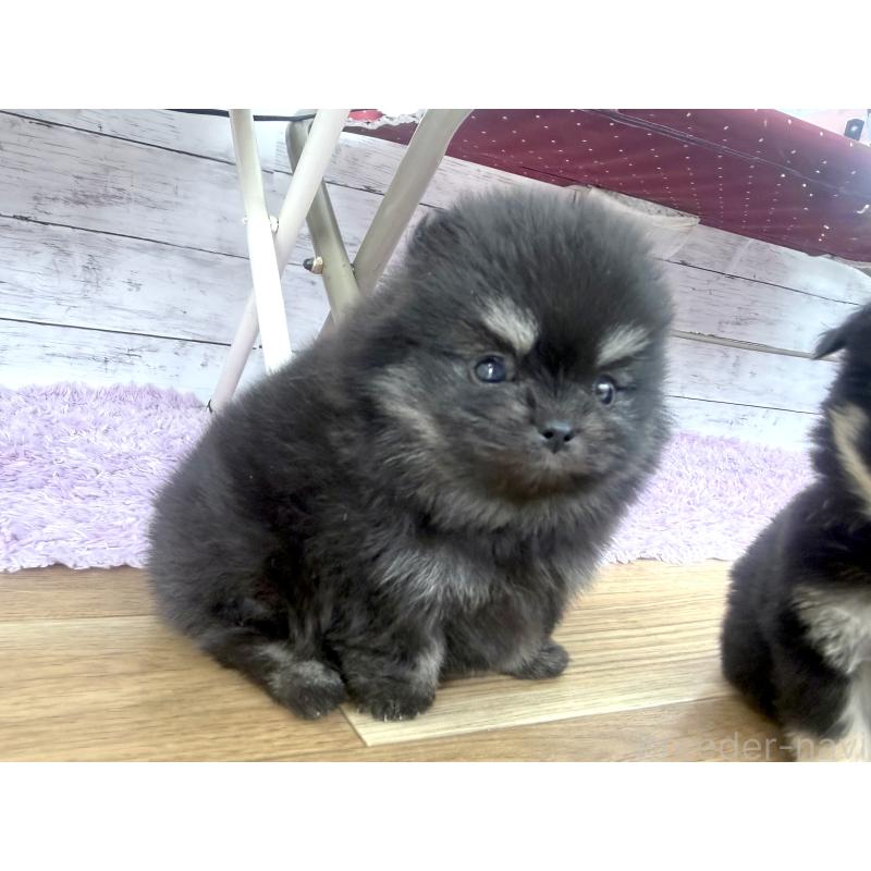 販売中の神奈川県のポメラニアン-453084の3枚目